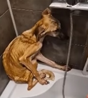 Abandoned, sick, scared, distrustful dog has finally changed - Juligal