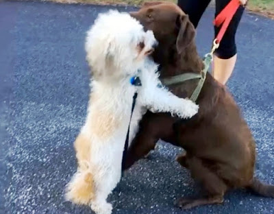 Happy dog ​​hugging each other when meeting best friend after a long time - Juligal