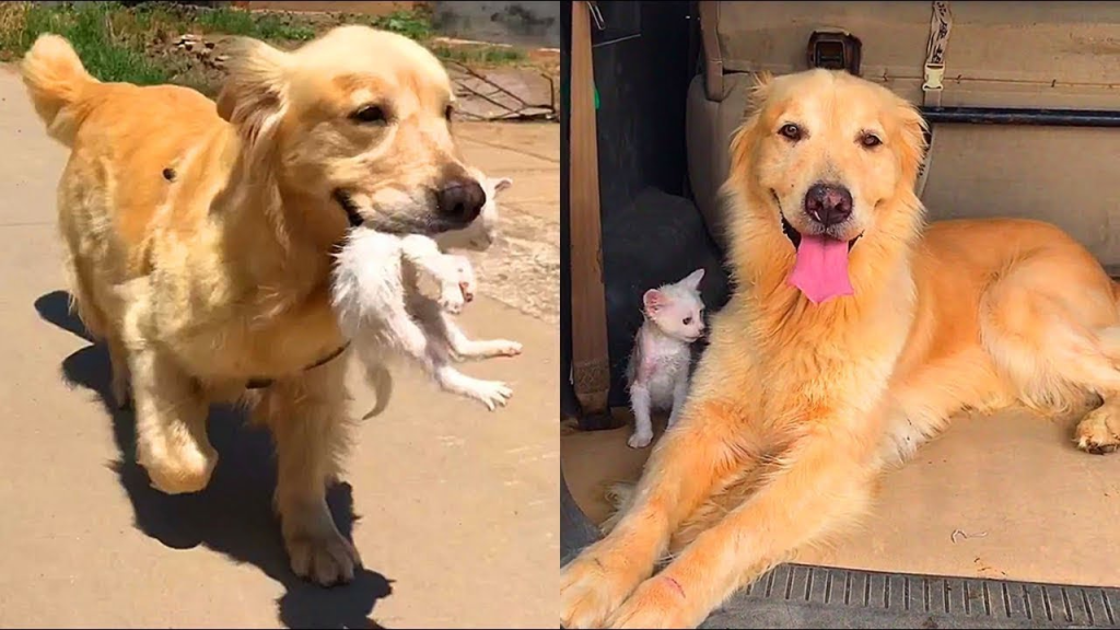 Golden Retriever saved a little kitten, brought him home and began to take care of him. - Juligal