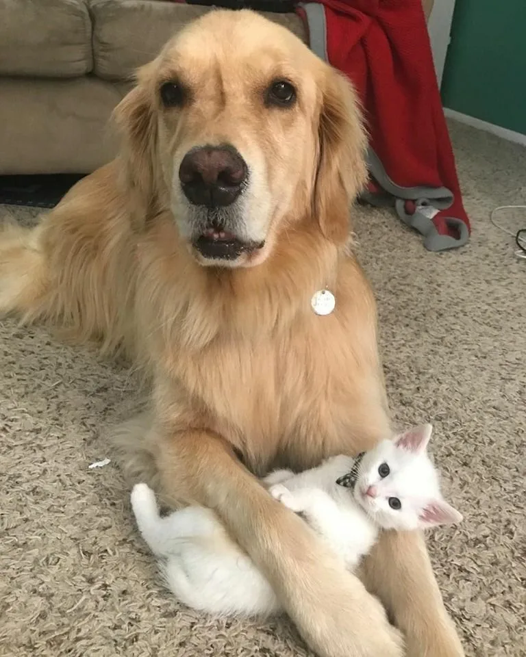 Golden Retriever saved a little kitten, brought him home and began to take care of him. - Juligal