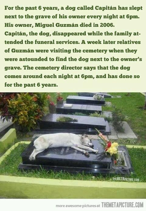 Touched by the loyal dog that stayed by the owner’s grave so that the owner is not alone ! - Puppies Love