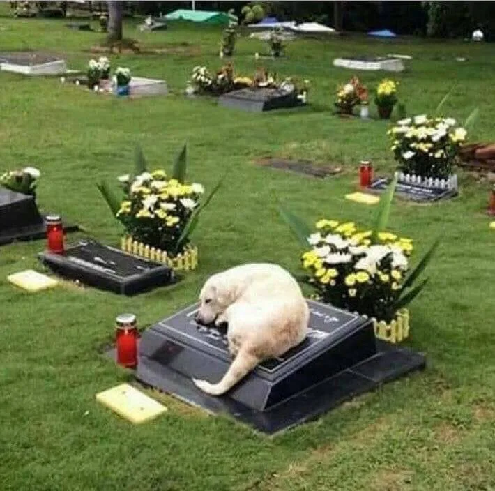 Touched by the loyal dog that stayed by the owner’s grave so that the owner is not alone ! - Puppies Love