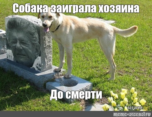 Touched by the loyal dog that stayed by the owner’s grave so that the owner is not alone ! - Puppies Love