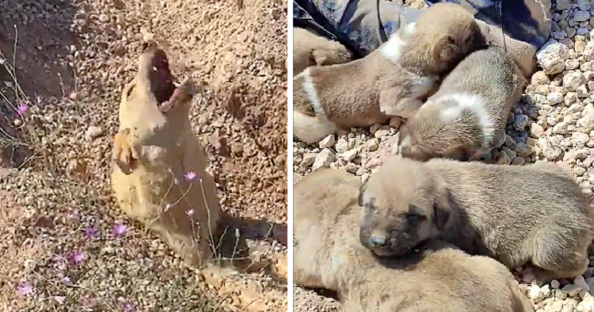 Buried Up To Her Neck, Dog Howled With All Her Might Asking To Save Her And Her Dying Puppies Under The Ground - Puppies Love