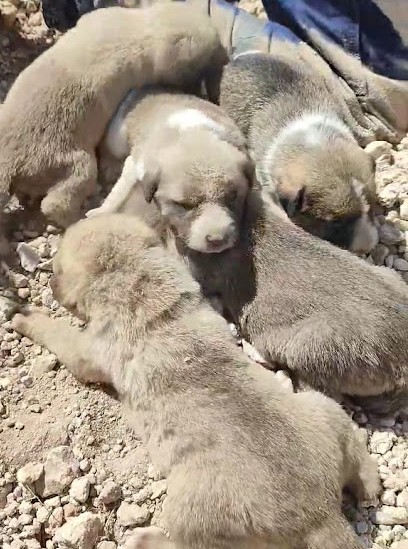 Buried Up To Her Neck, Dog Howled With All Her Might Asking To Save Her And Her Dying Puppies Under The Ground - Puppies Love