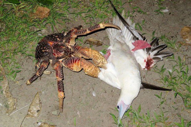 Many people are deeply offended by the practice of coconut crabs climbing trees to steal bird wings before butchering them.