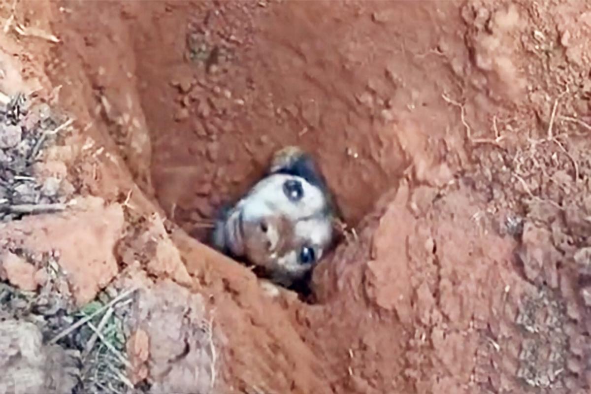 Save a Puppy Trapped Underground for 56 Hours