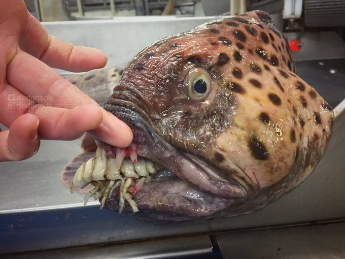 View some of the strangest creatures ever rescued from the ocean’s depths – COMMUNITY AREA