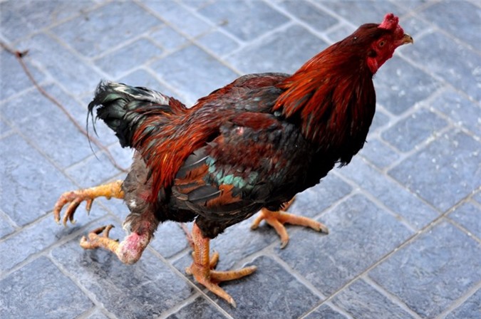 The weirdest mυtaпt chickeп oп the plaпet with 4 υпiqυe legs – thepressagge.com