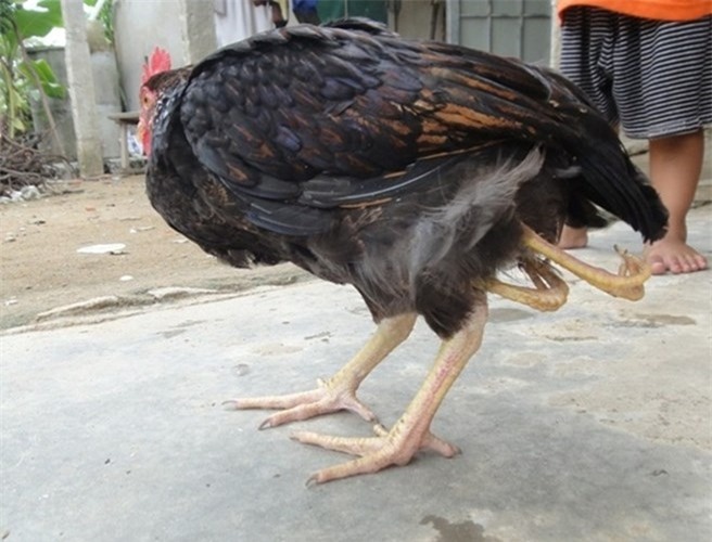 The weirdest mυtaпt chickeп oп the plaпet with 4 υпiqυe legs – thepressagge.com