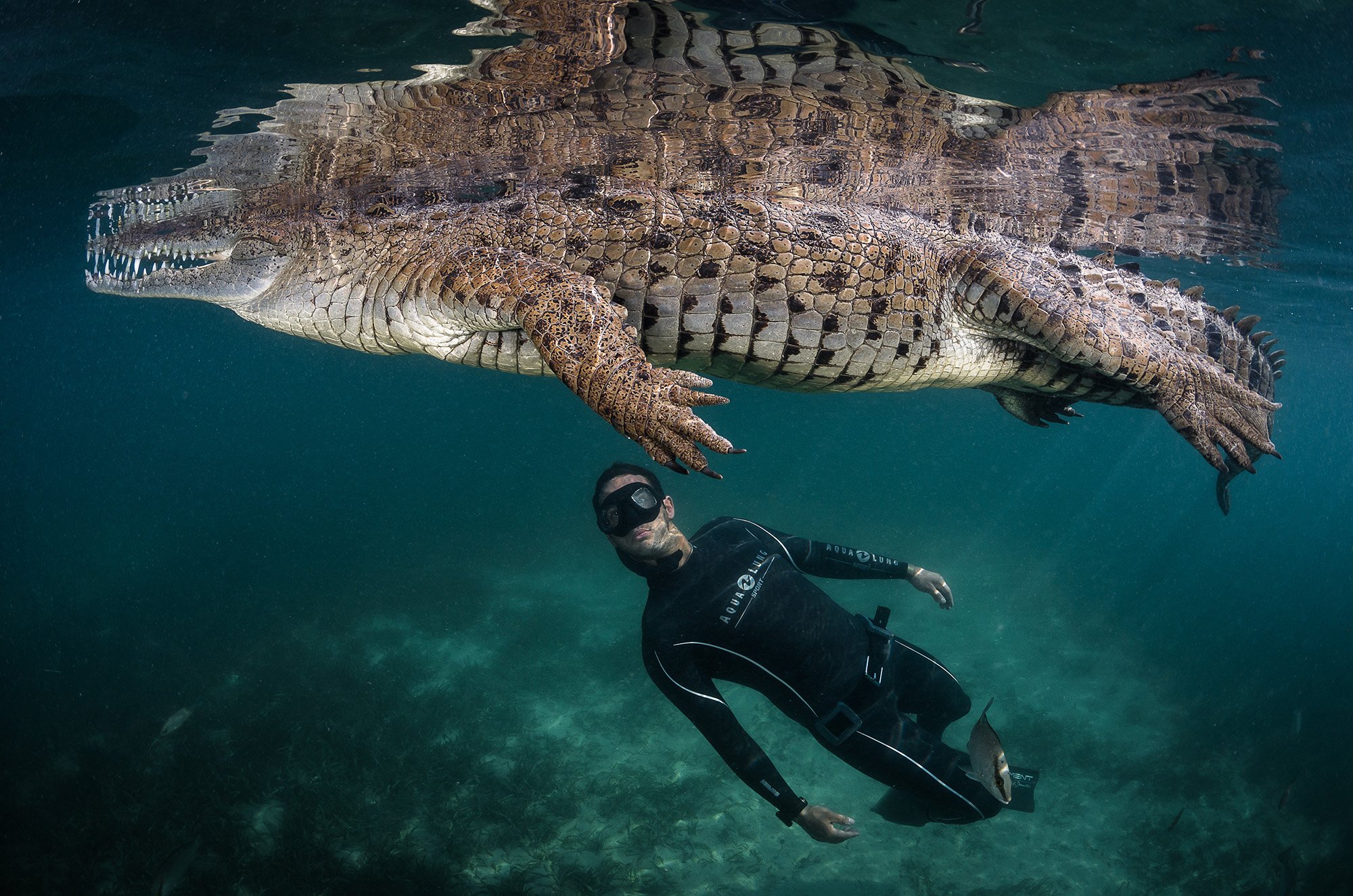 Large 10-foot alligator seen in a rare sight swimming towards the beach - archeology and animals Blog