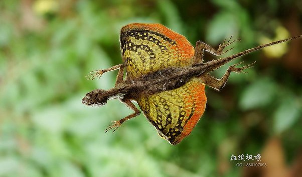 The actual dragos, which have existed for more than a century, are native to Southern Africa.