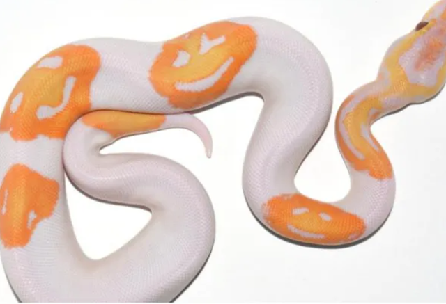 Strange albino python has 3 smiley faces