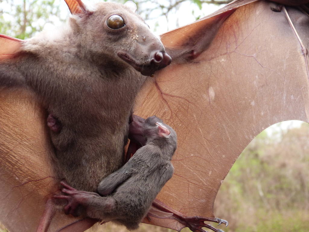 Learn about the Hammer-Headed Bat, a megabat from Africa regarded as one of the ugliest animals.