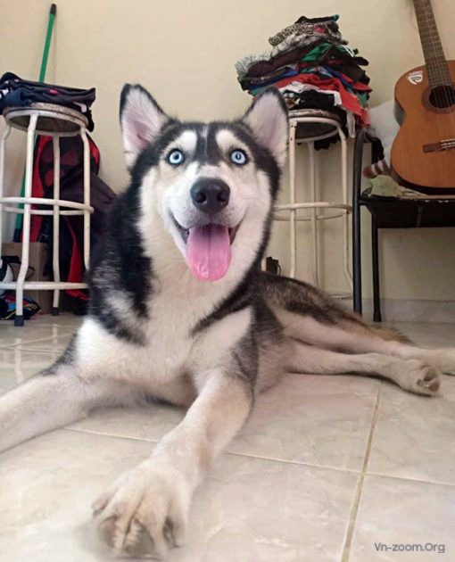 malnourished-husky-bali-11-510x630.jpg