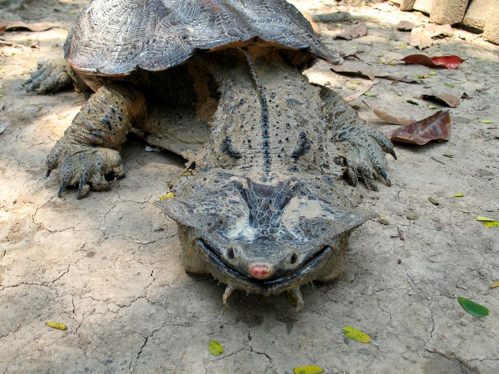 Online discussion was sparked by a huge turtle with an elephant's nose and a dragon's head.