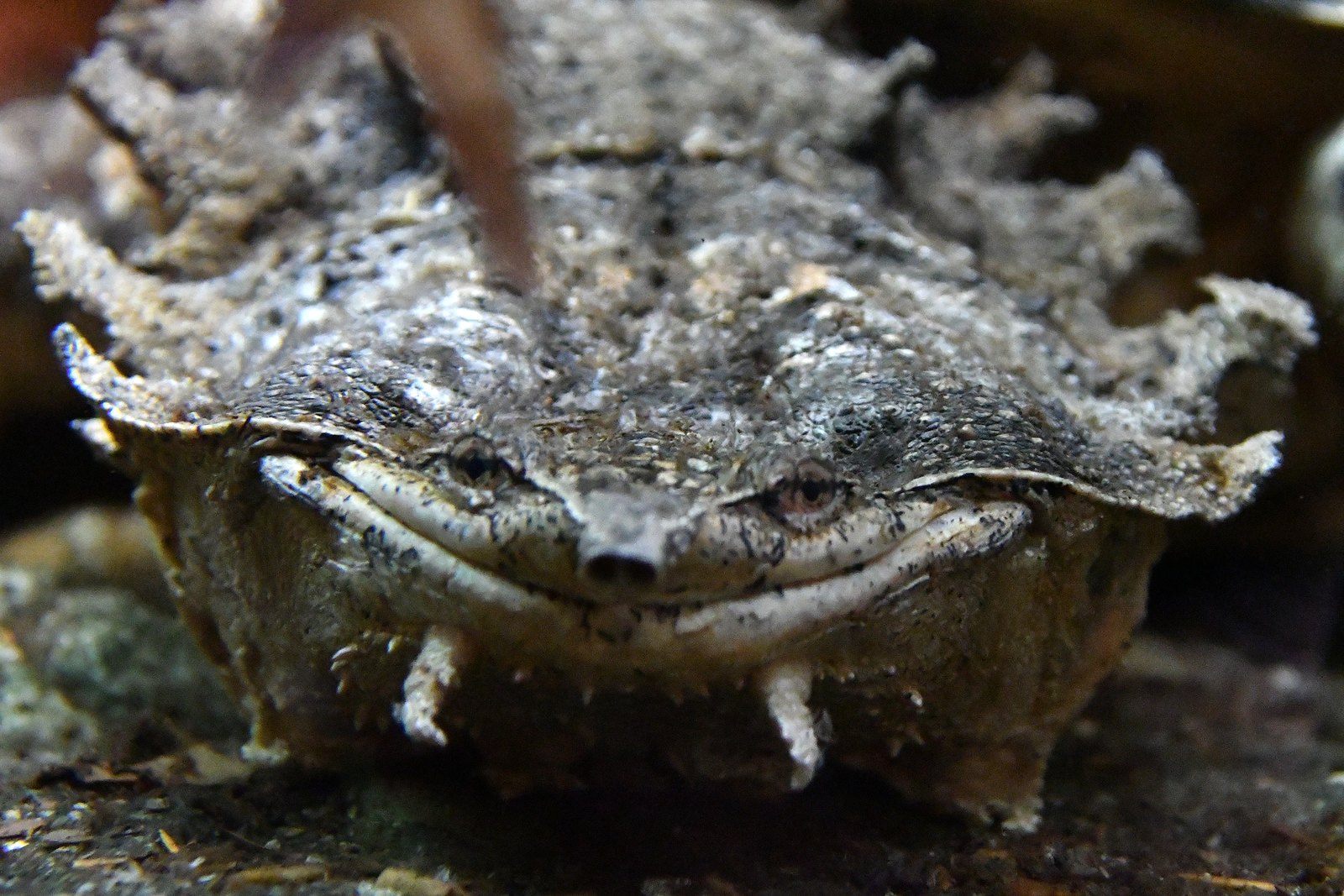 Online discussion was sparked by a huge turtle with an elephant's nose and a dragon's head.