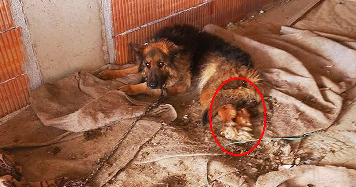 They Abandoned This Dog After he got sick they left him alone at the Building site with 2 legs Paralyzed