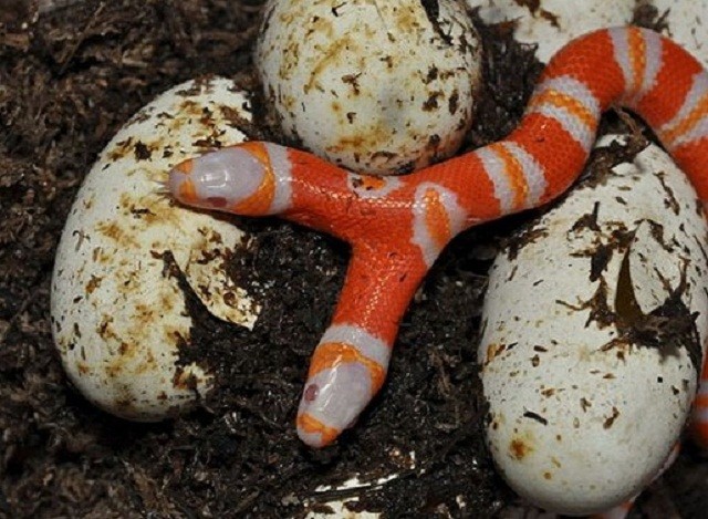 Strangely rare two-headed albino snake