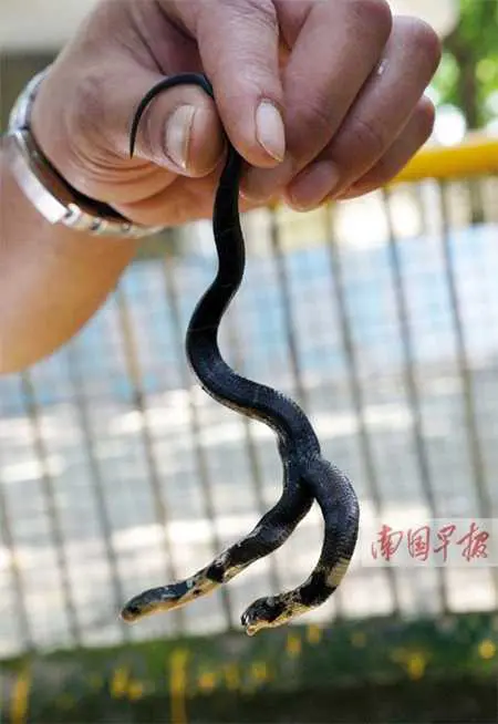 Phát hiện rắn hổ mang 2 đầu ở Trung Quốc