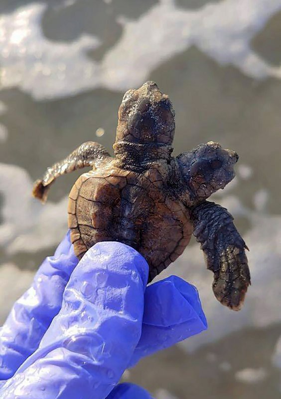 Rare two-headed turtle discovered in the US - Photo 1.