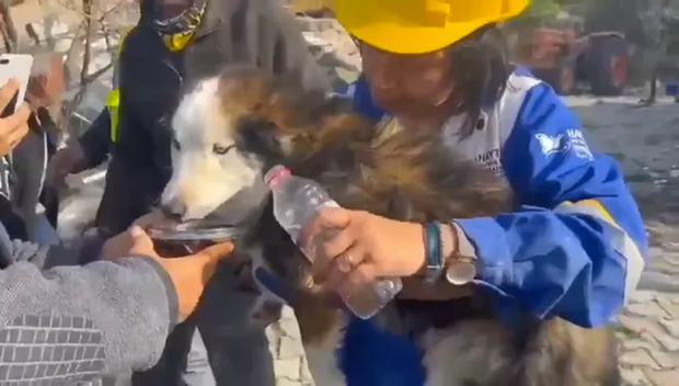 CLIP: Rescuing a dog stuck for 22 days under the rubble of an earthquake in Türkiye - Photo 1.