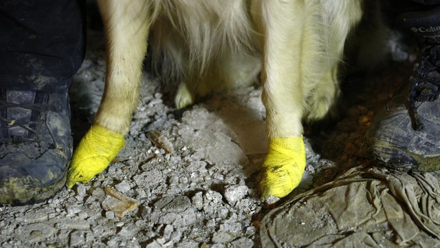 Rescue dog in Türkiye: Injured still searching for earthquake victims - Photo 8.