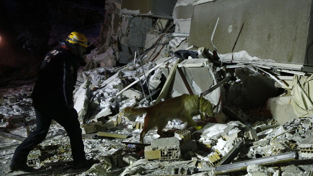 Rescue dog in Türkiye: Injured still searching for earthquake victims - Photo 5.