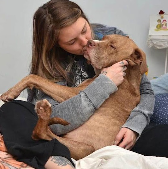 Dog gets Shot and Loses both of its right limbs due to the fact that he is a Pitbull