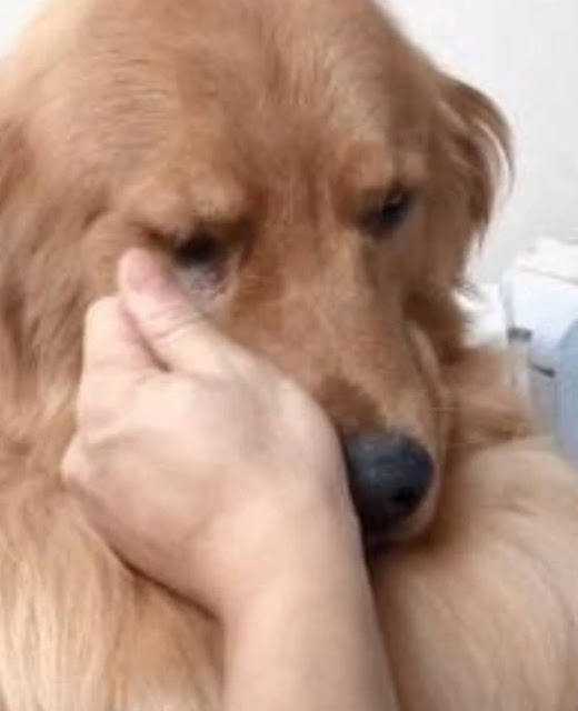 Golden Dog Rejoices, Tears Non-Stop When Meeting Owner Again After 5 Years Away - Puppies Love