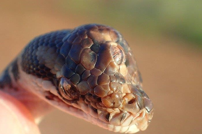 Horror of discovering extremely rare 3-eyed snakes Photo 1