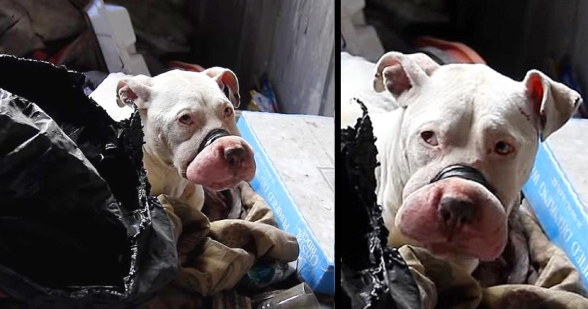 Rare Behind The Scenes Look At Rescuing Bait Dogs (This story made me cry) - Puppies Love