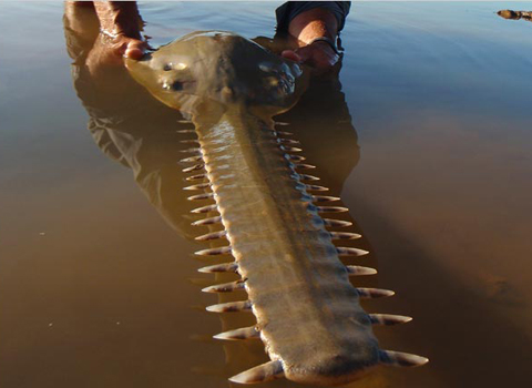 Locals in Florida were shocked when a 30-foot-long, rare fish known as a "saw saw" was caught there.