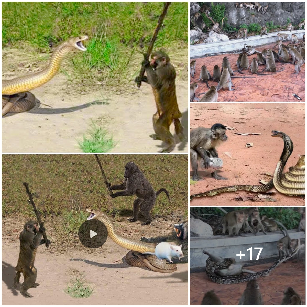 Monkey being attacked by a giant python, will the strongest one win ...