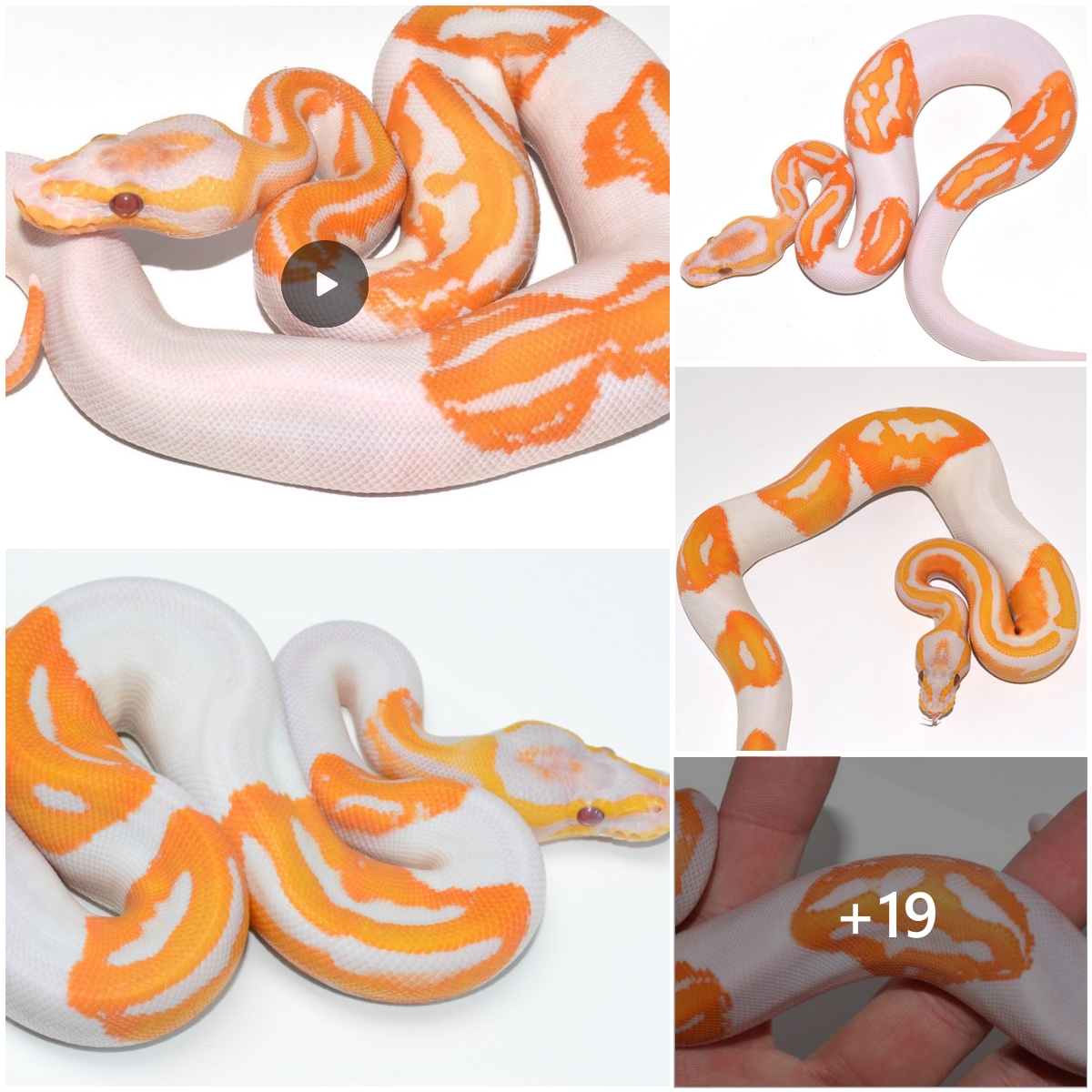 Strange albino python with 3 smiley faces appeared in India ...