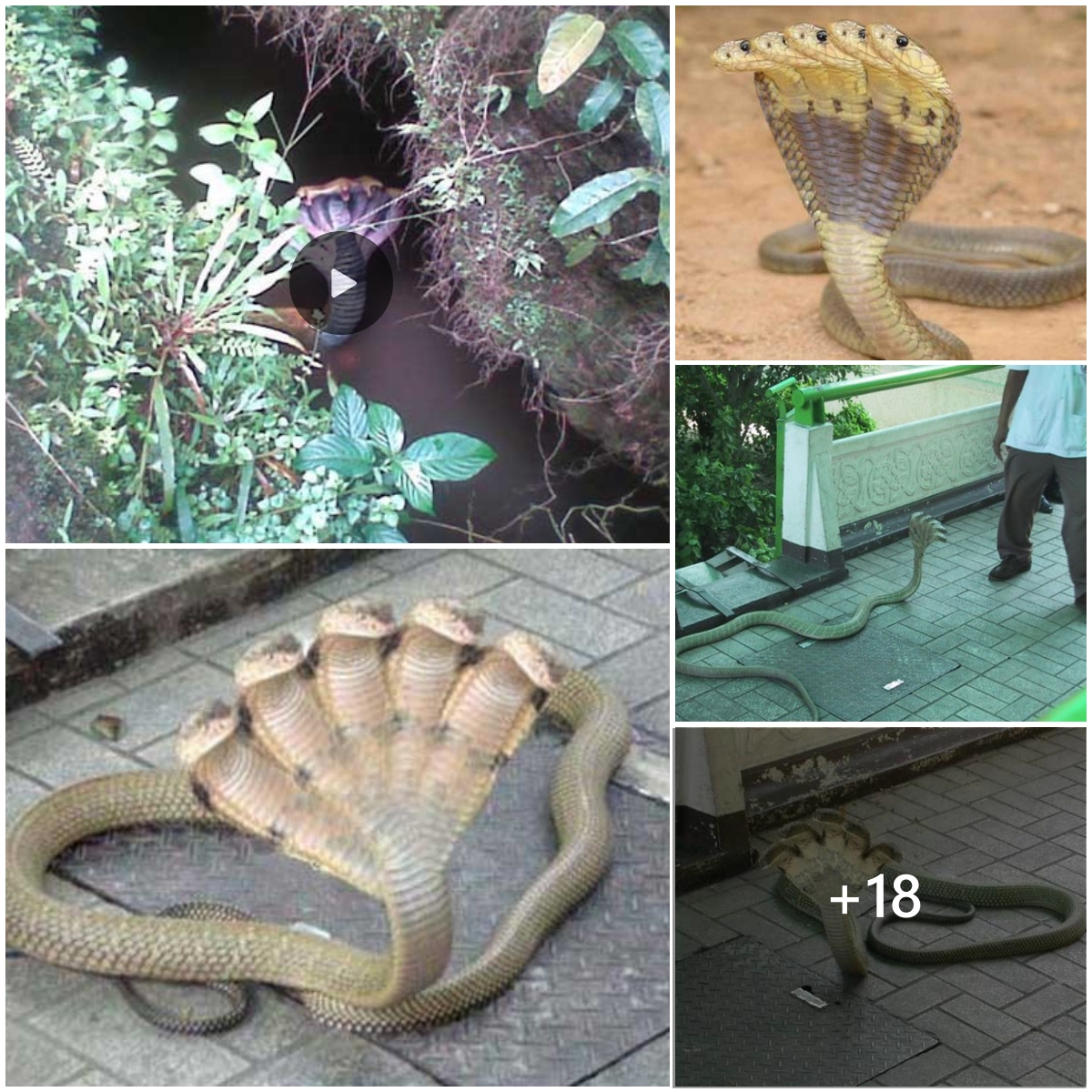 The 5-headed cobra that is said to be sacred appeared in India causing ...