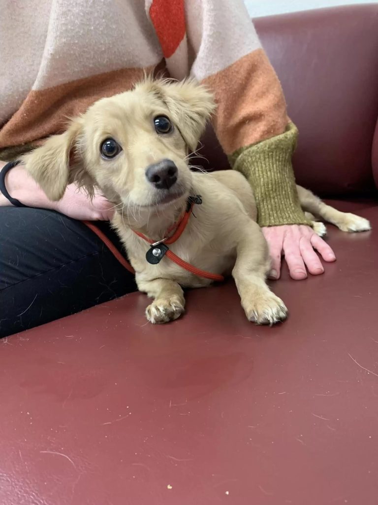 Puppy Left Tied To Fire Hydrant Too Devastated To Even Lift Her Head