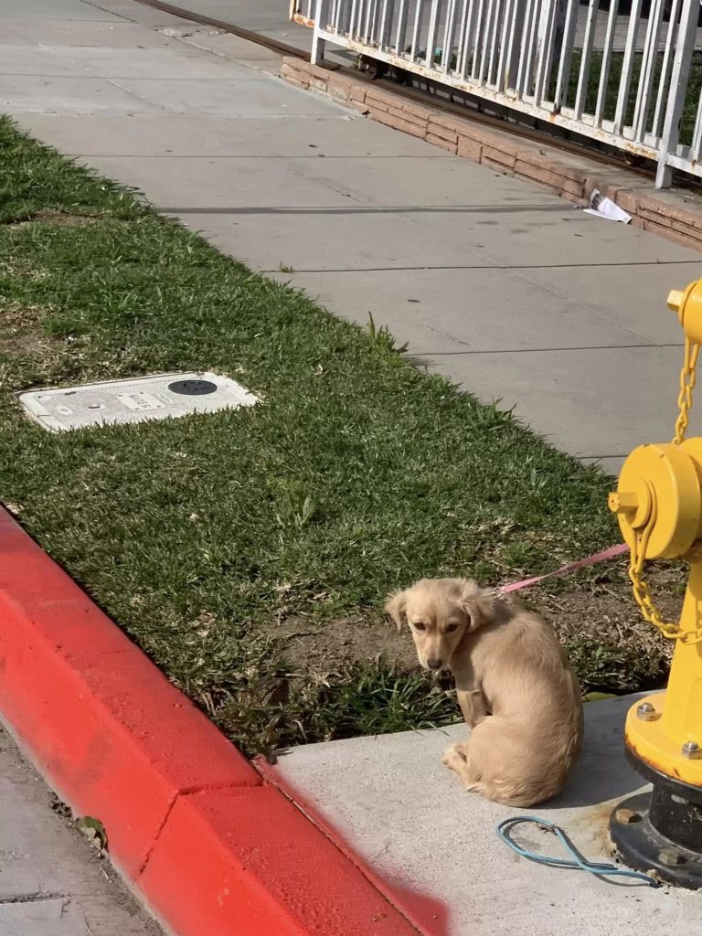 Puppy Left Tied To Fire Hydrant Too Devastated To Even Lift Her Head