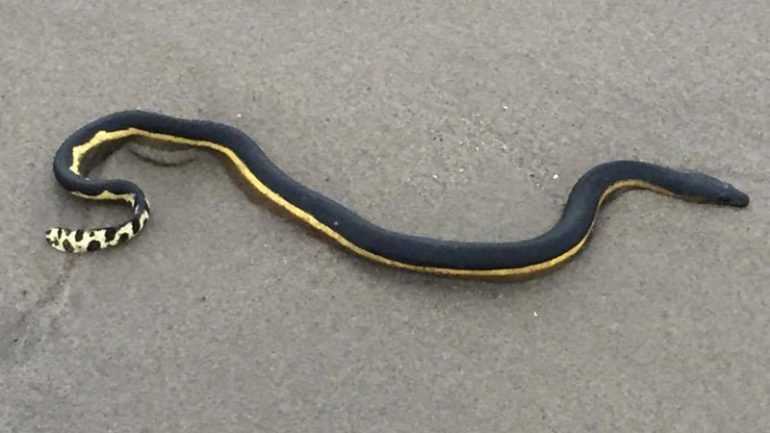 First time in 30 years that a highly poisonous sea snake has washed up on Californian shores - archeology and animals Blog