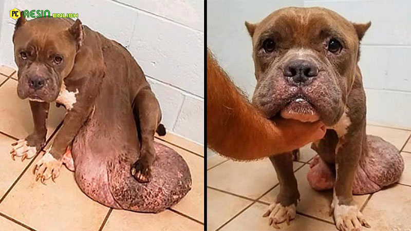 Abandoned dog with growing tumor, pain and sadness but no one to help