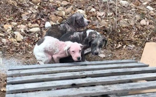 Christmas present, Hairless, Scared And Bleeding From The Freezing Cold, They Cling To Each Other From Fear And Hunger - Puppies Love