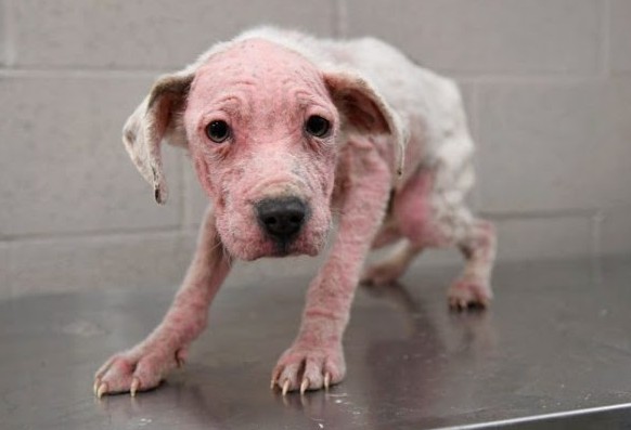 Christmas present, Hairless, Scared And Bleeding From The Freezing Cold, They Cling To Each Other From Fear And Hunger - Puppies Love