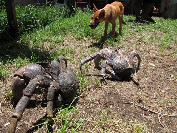 Many people are deeply offended by the practice of coconut crabs climbing trees to steal bird wings before butchering them.