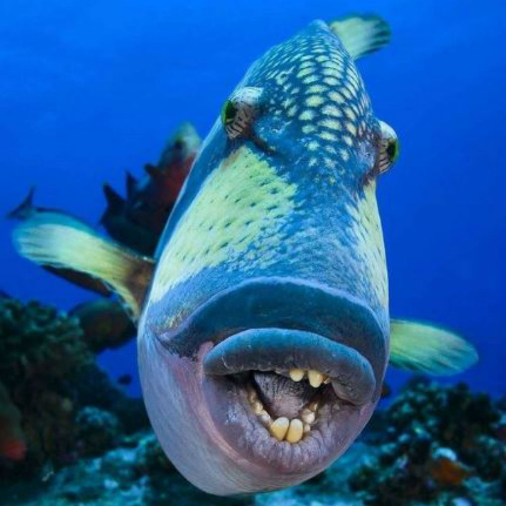 When a marine fisherman in the Sea of America captured a massive blue fish with an odd face, he became terrified.