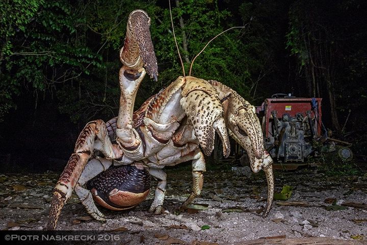 Many people are deeply offended by the practice of coconut crabs climbing trees to steal bird wings before butchering them.