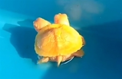 The appearance of a two-headed golden turtle with a price of nearly a very rare and precious price - Photo 1