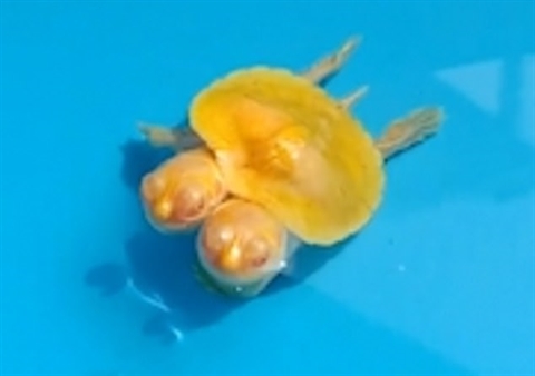 The appearance of a two-headed golden tortoise with a price of nearly a very rare and precious price - Photo 2