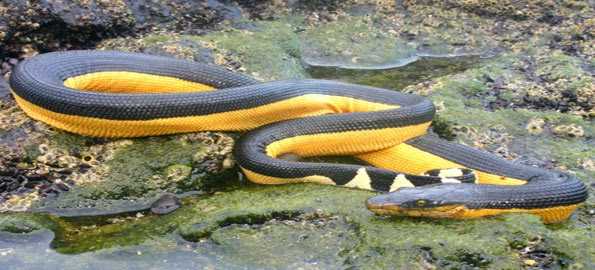 First time in 30 years that a highly poisonous sea snake has washed up on Californian shores - archeology and animals Blog