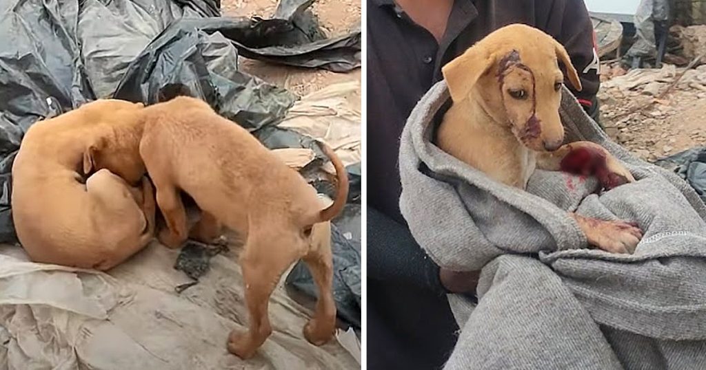 Little Puppy Nudged His Head Near Motionless Brother Wanting Him To Play - Juligal