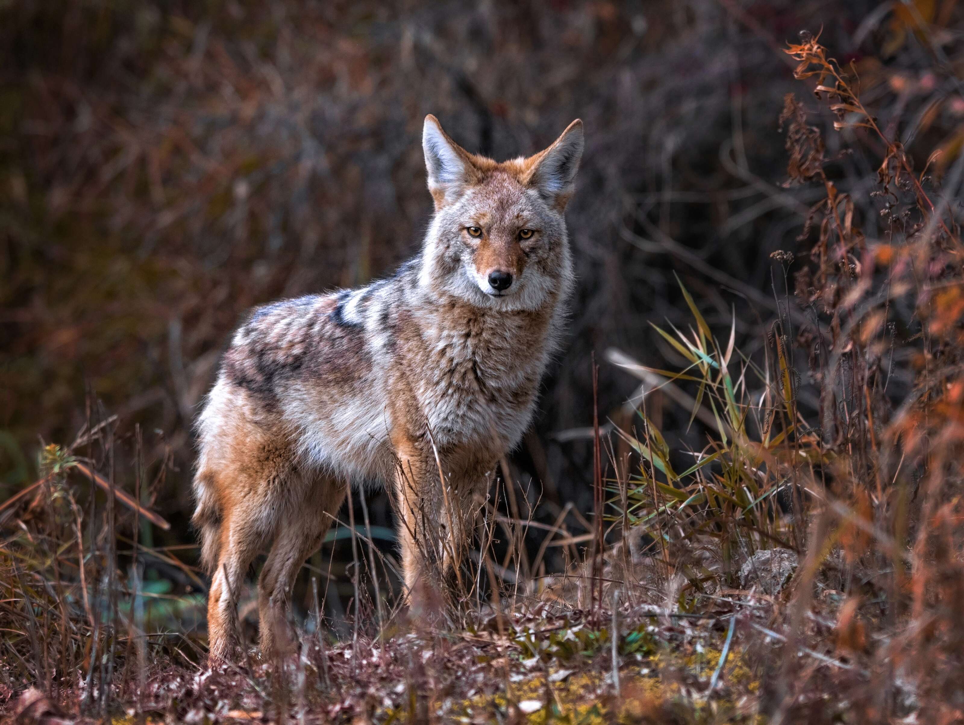 coyote